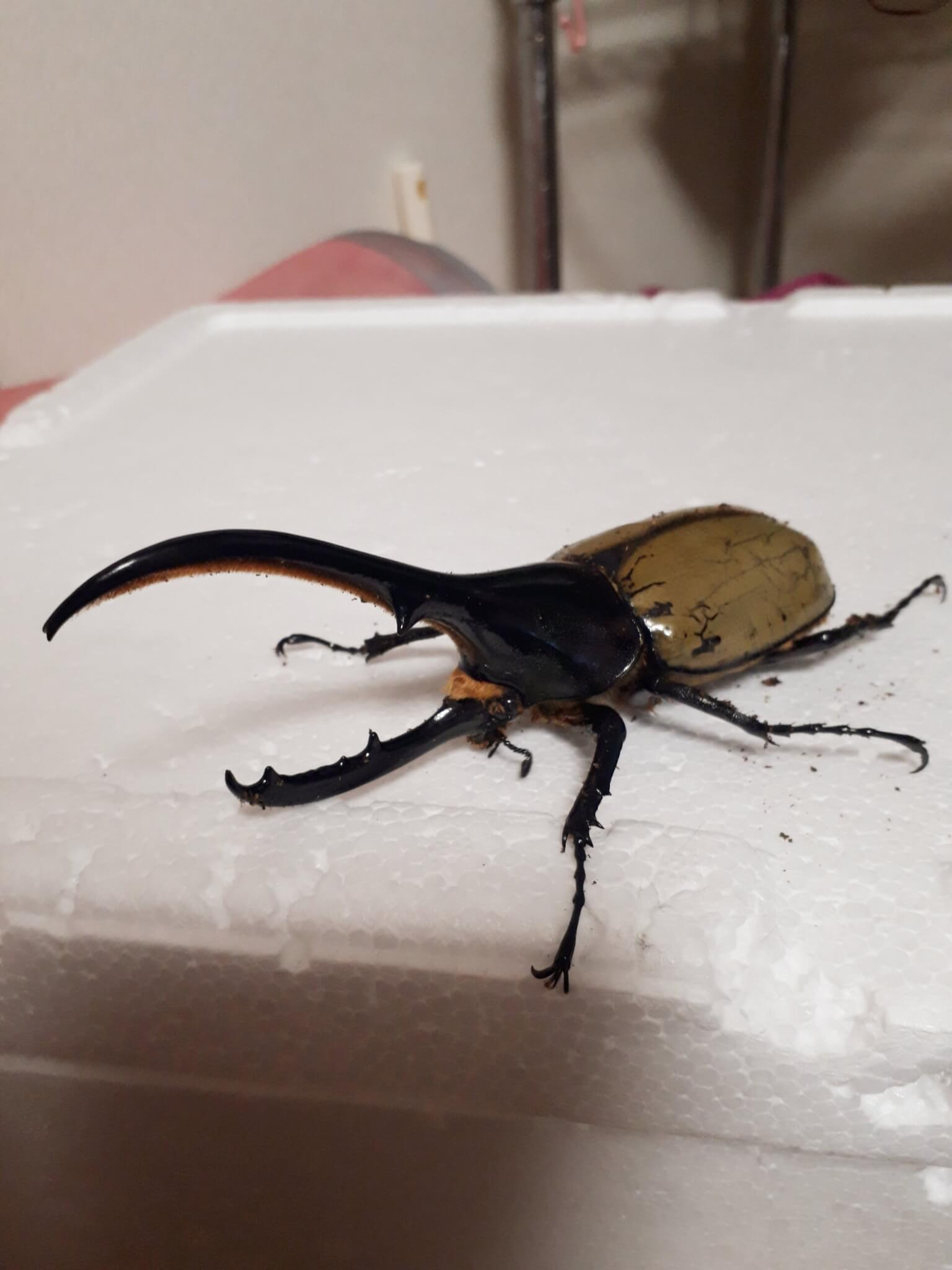 ヘラクレス・ヘラクレス