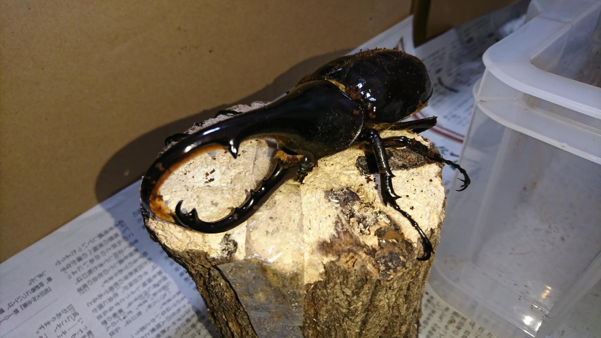 ヘラクレス・ヘラクレス