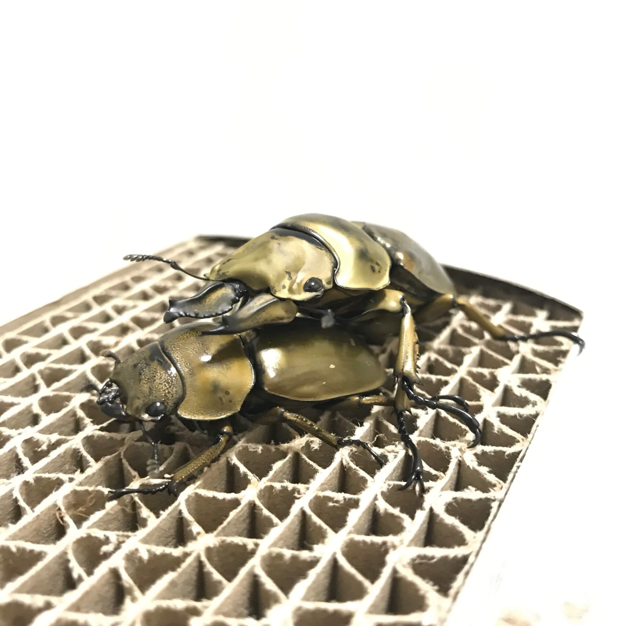 ローゼンベルグオウゴンオニクワガタ