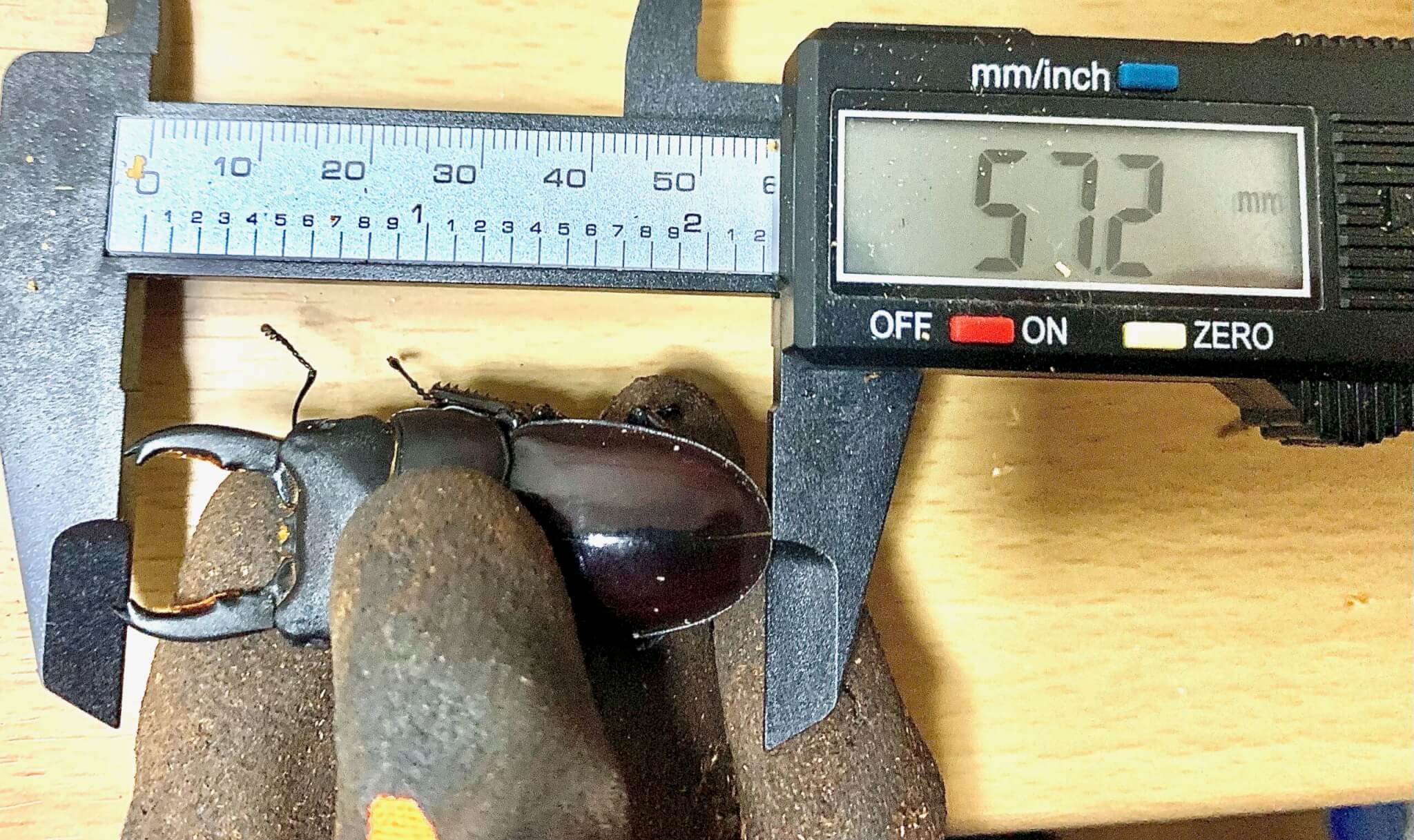 タウルスヒタラクワガタ　ジャワ