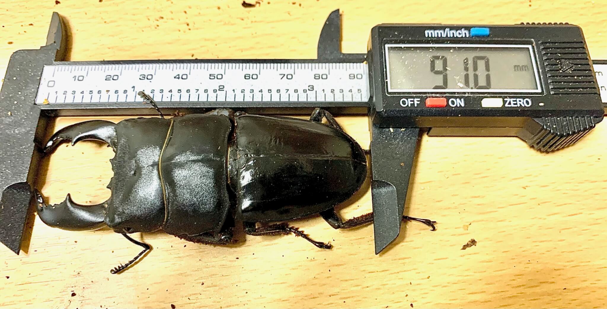 スマトラオオヒラタクワガタ　ベンクール