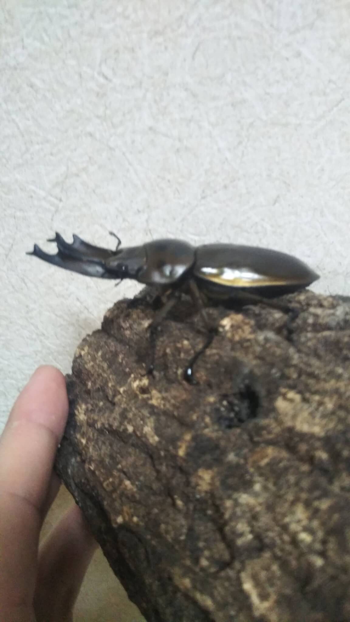 ババオウゴンオニクワガタ