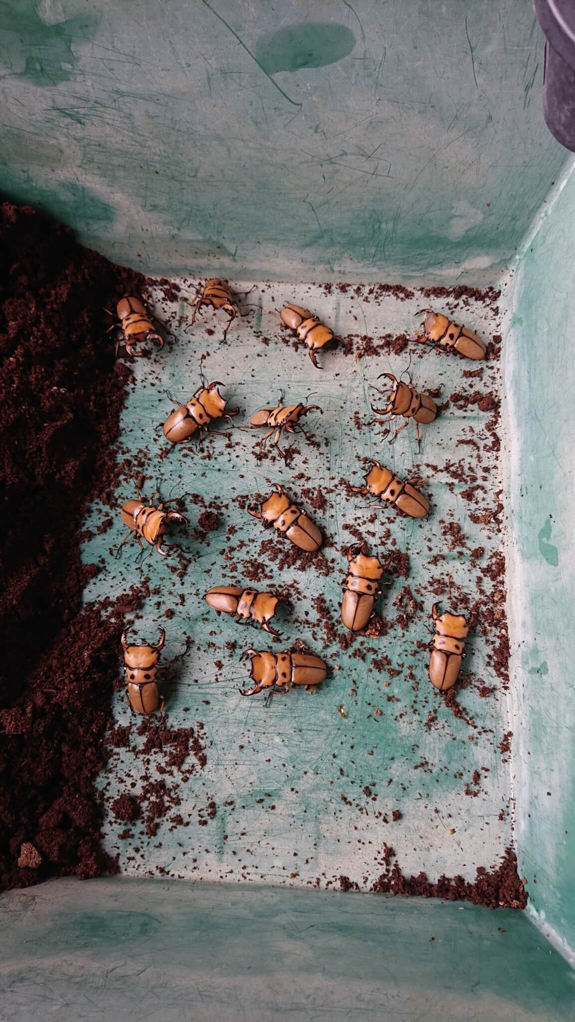 メリーメンガタクワガタ