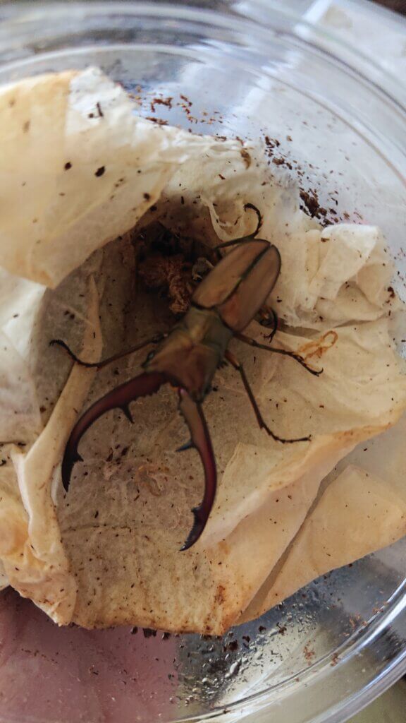 タランドゥスホソアカクワガタ