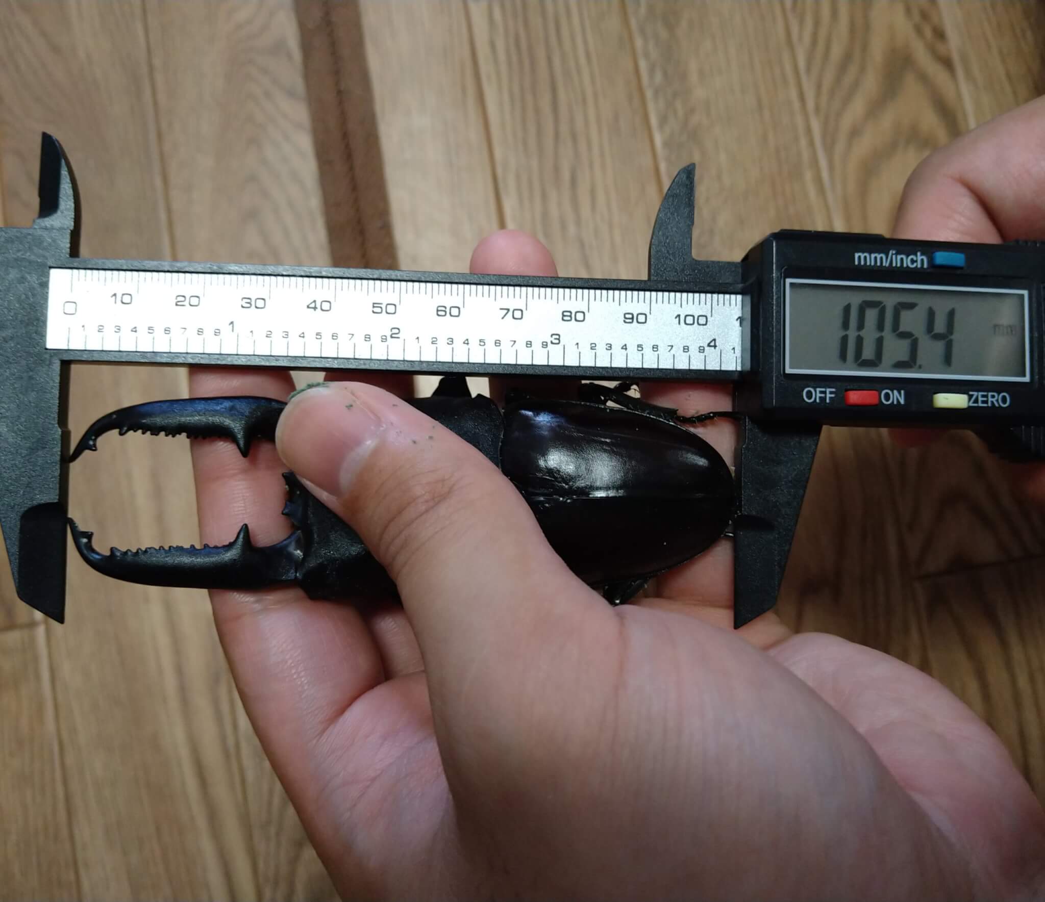 パラワンオオヒラタクワガタ ガントン