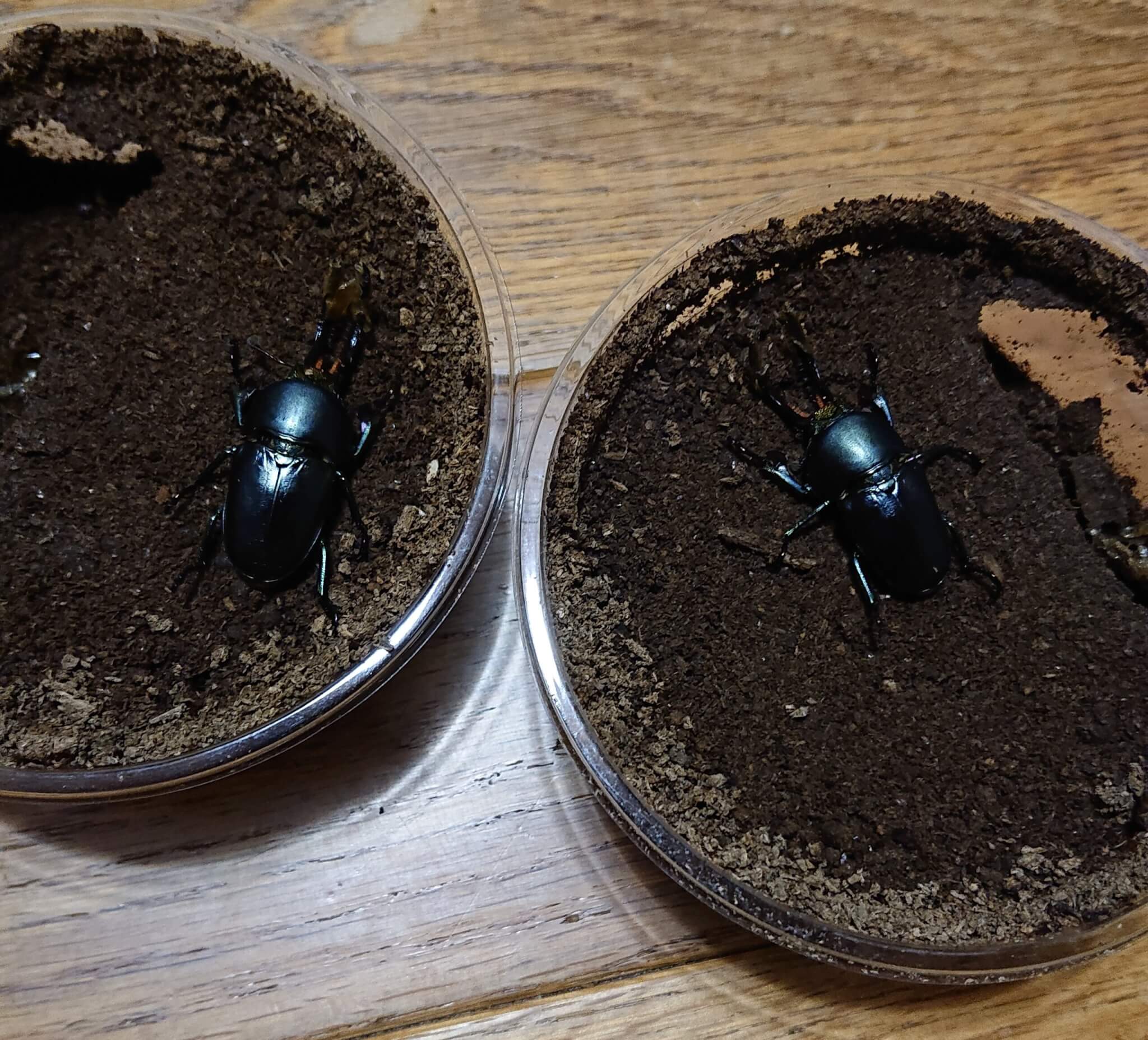 パプアキンイロクワガタ