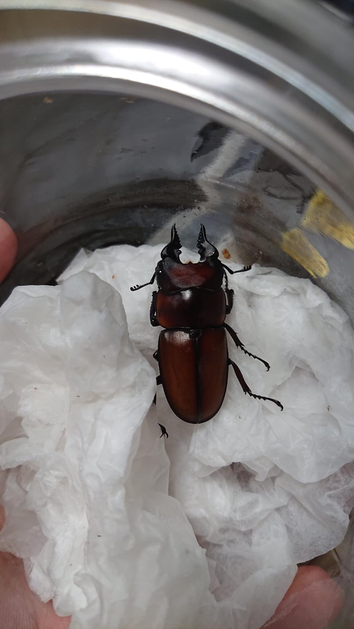 アンティローペノコギリクワガタ