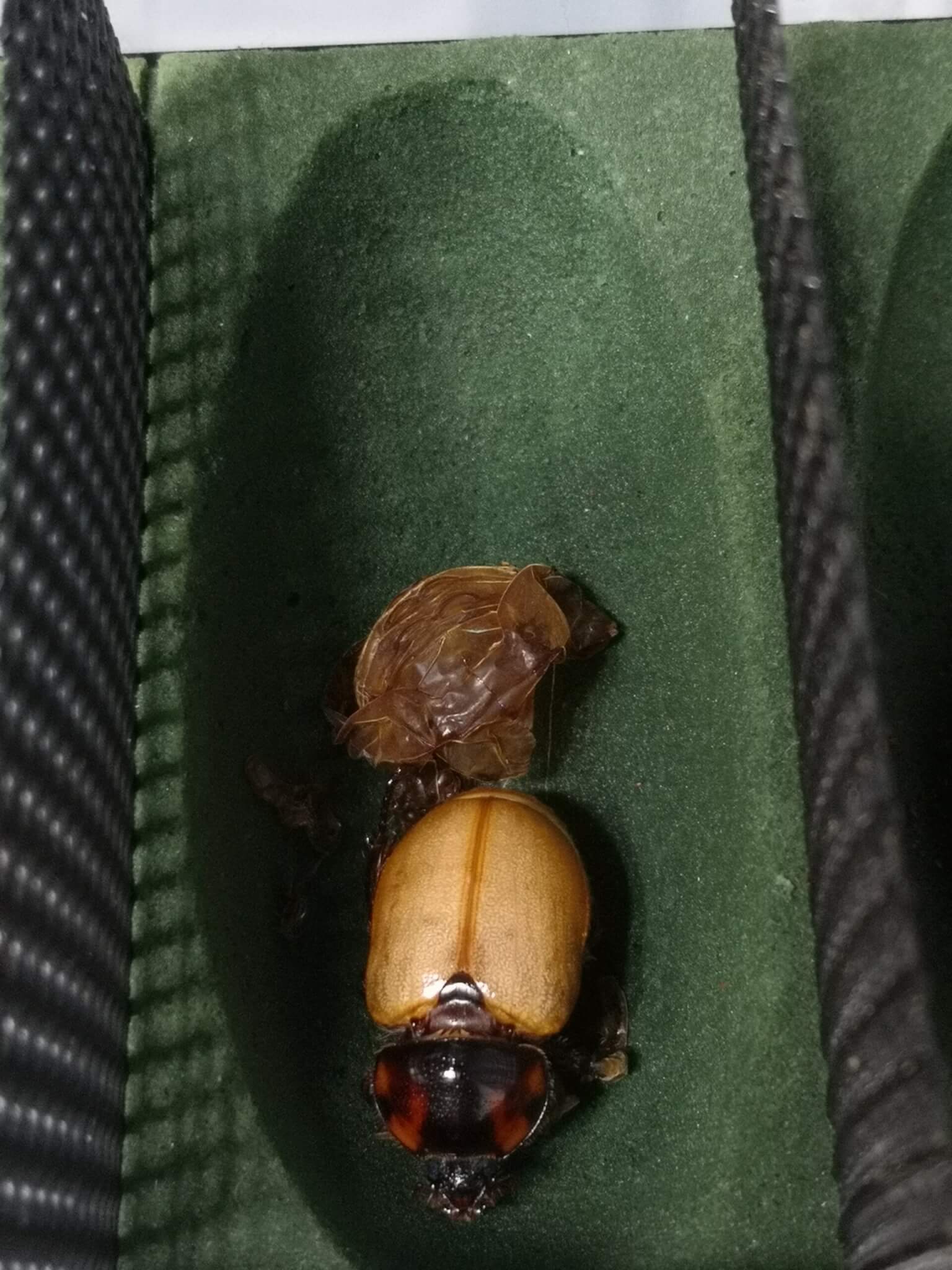 ゴロファ･ミヌトゥスノコギリタテヅノカブト