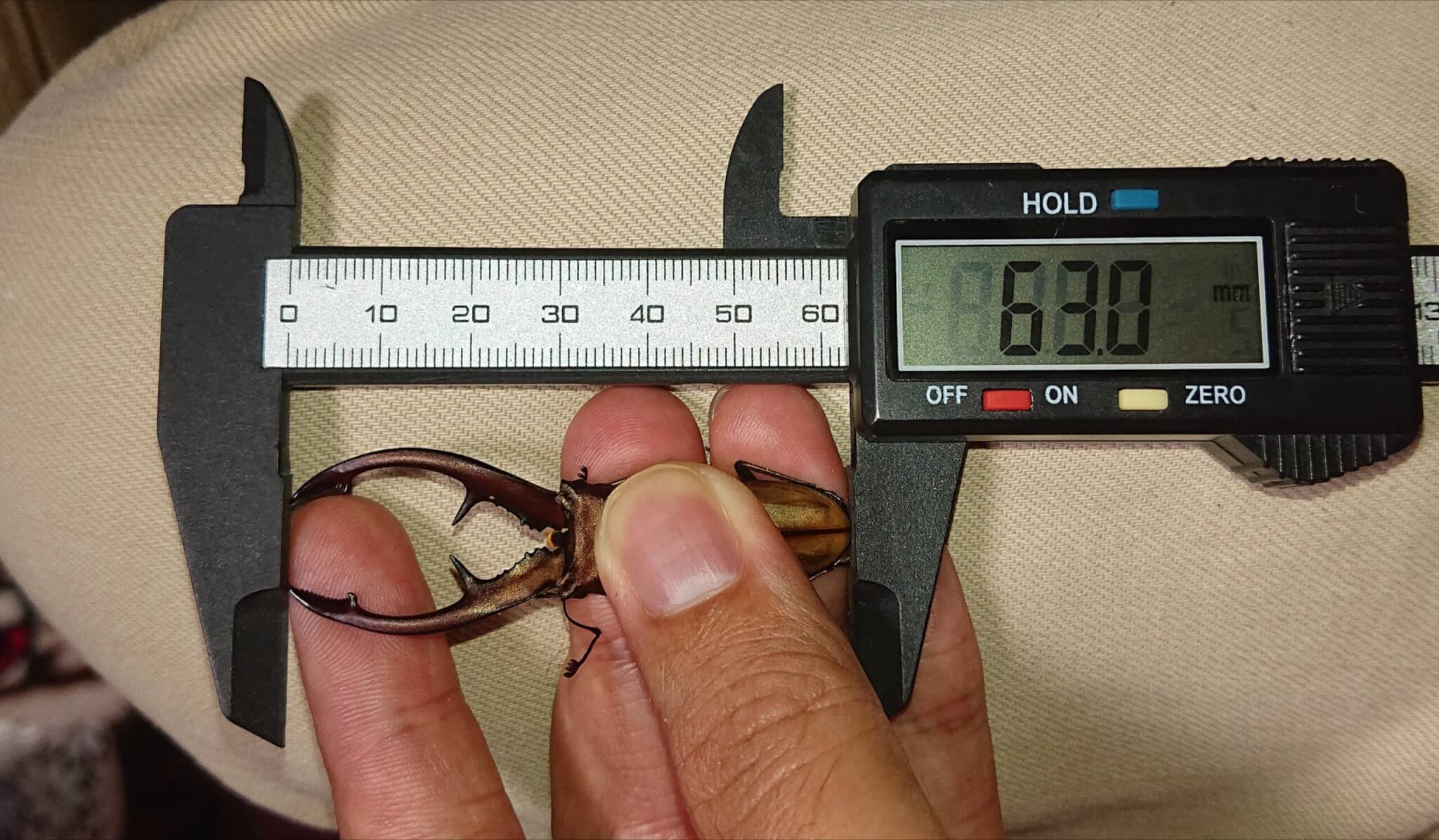 タランドゥスホソアカクワガタ