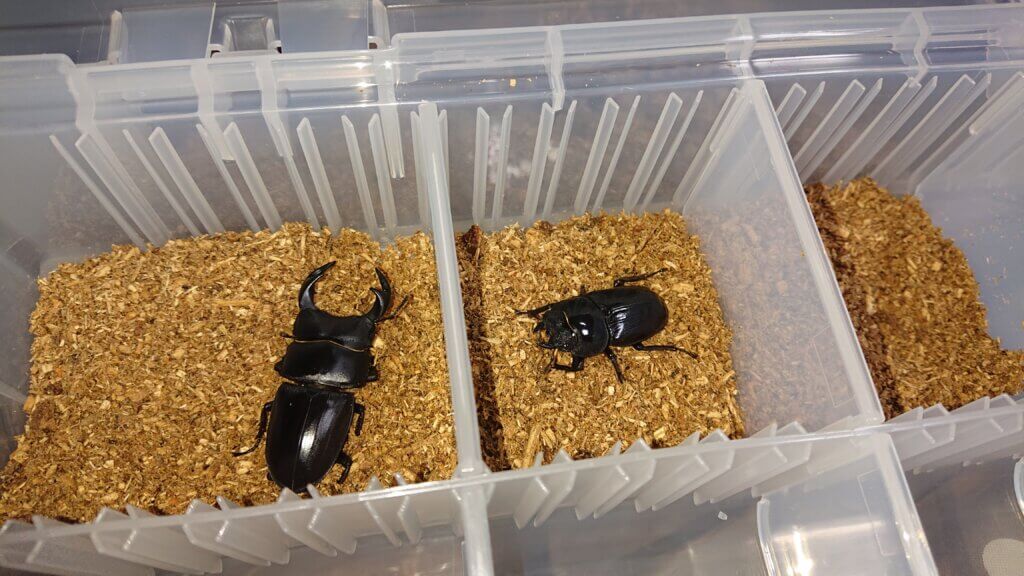 国産オオクワガタ　産地不明