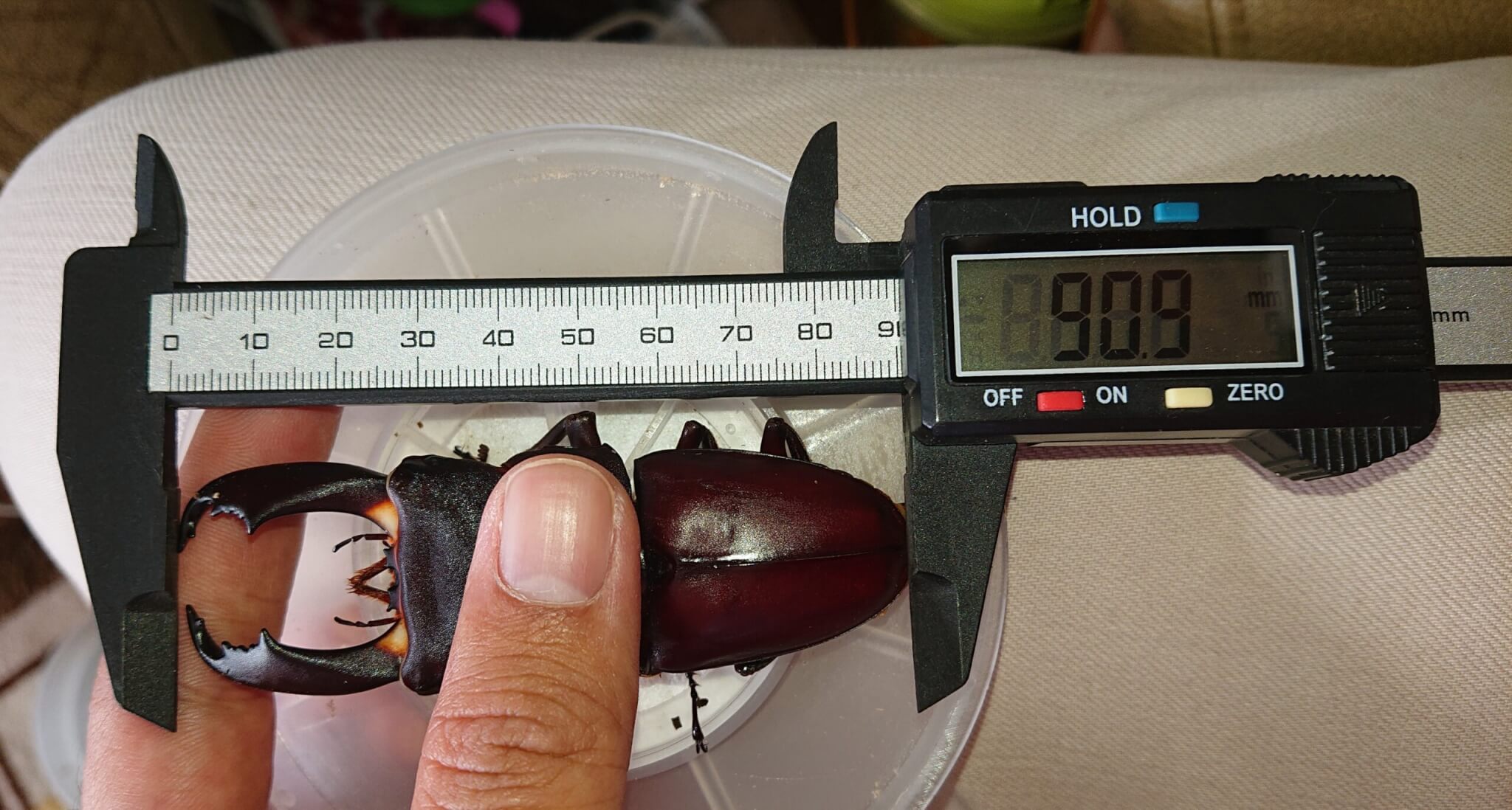 スラウェシオオヒラタクワガタ