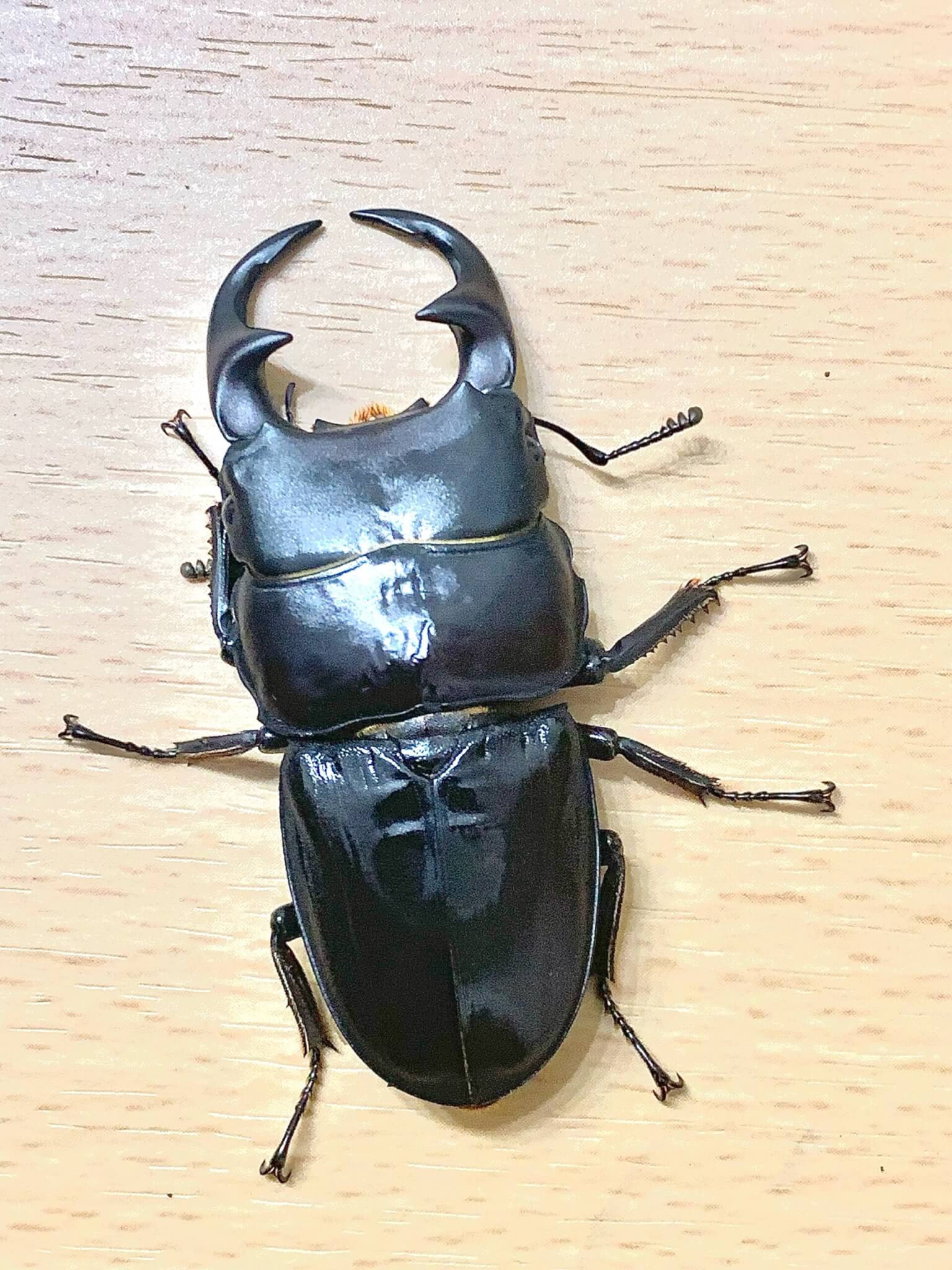 パリ―オオクワガタ 東ジャワ