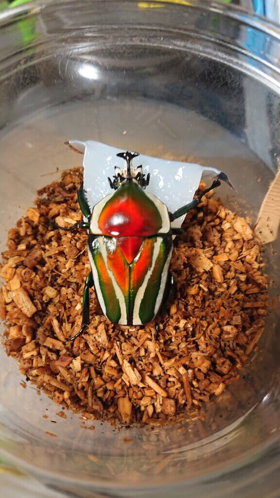 シロスジカナブン