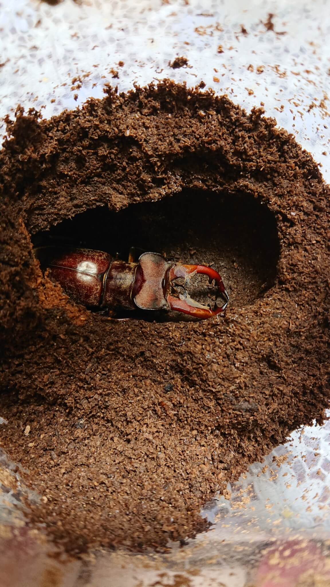 国産ミヤマクワガタ