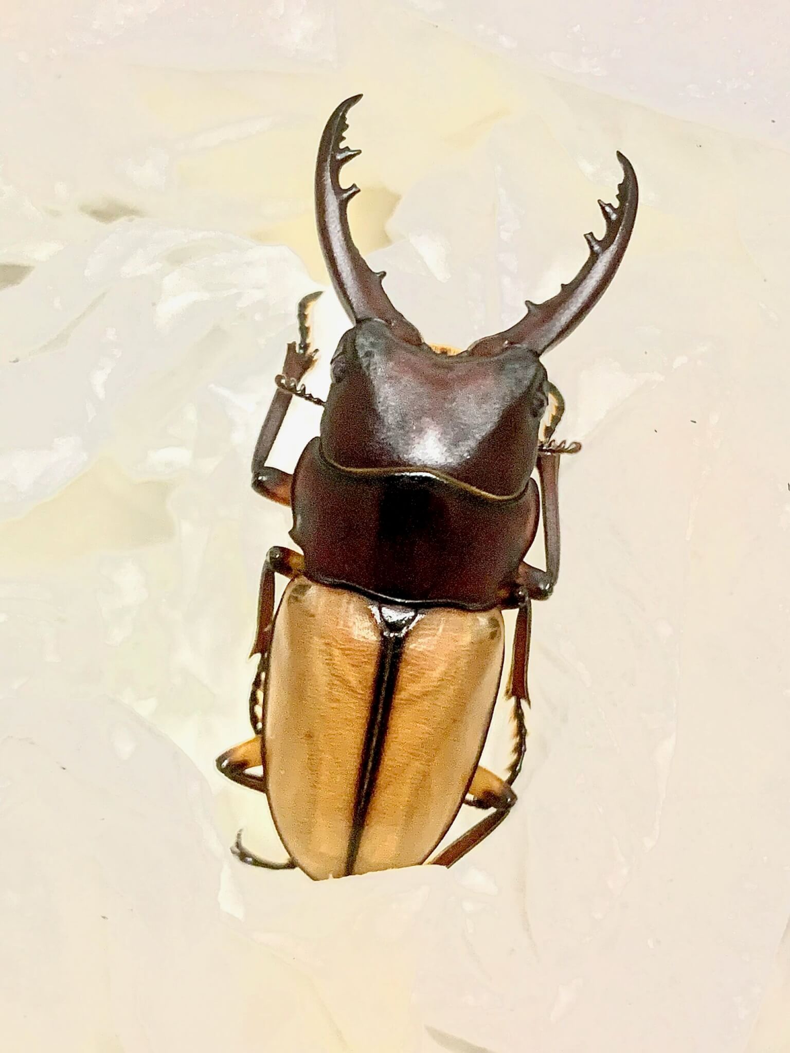 ブルイジンノコギリクワガタ ペレン