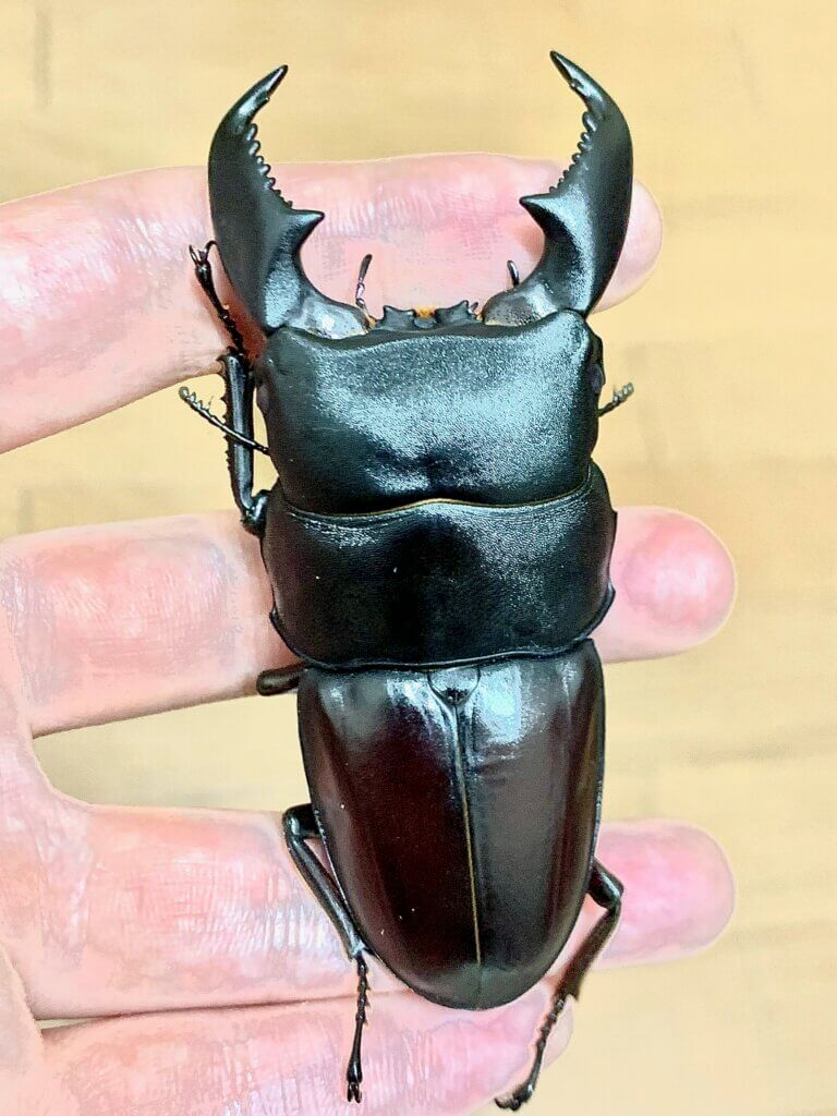 カリマンタンヒラタクワガタ　Mt.bakayan