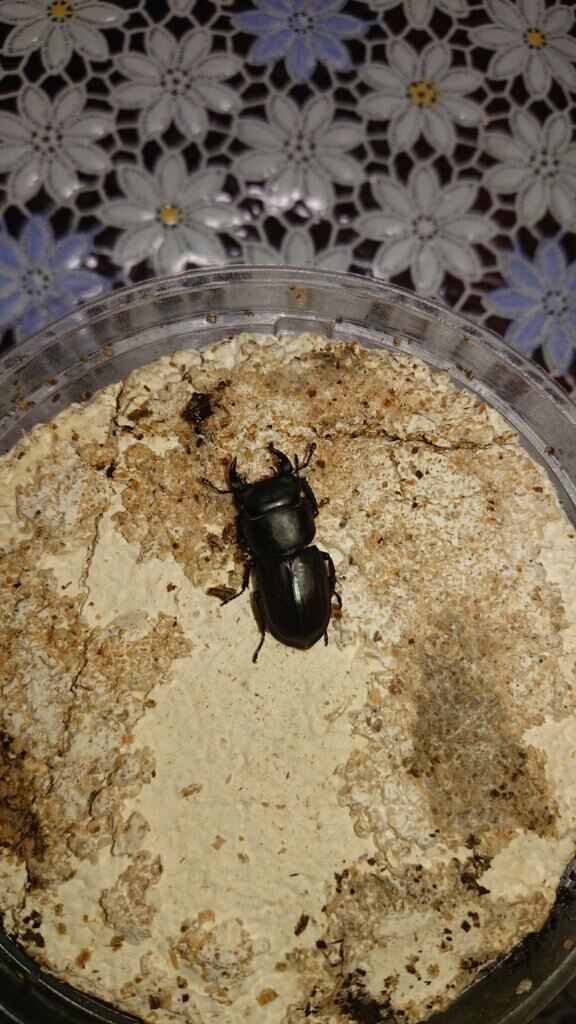 ムシモンオオクワガタ