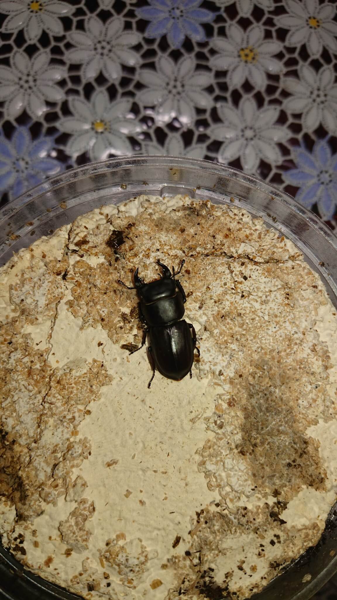 ムシモンオオクワガタ