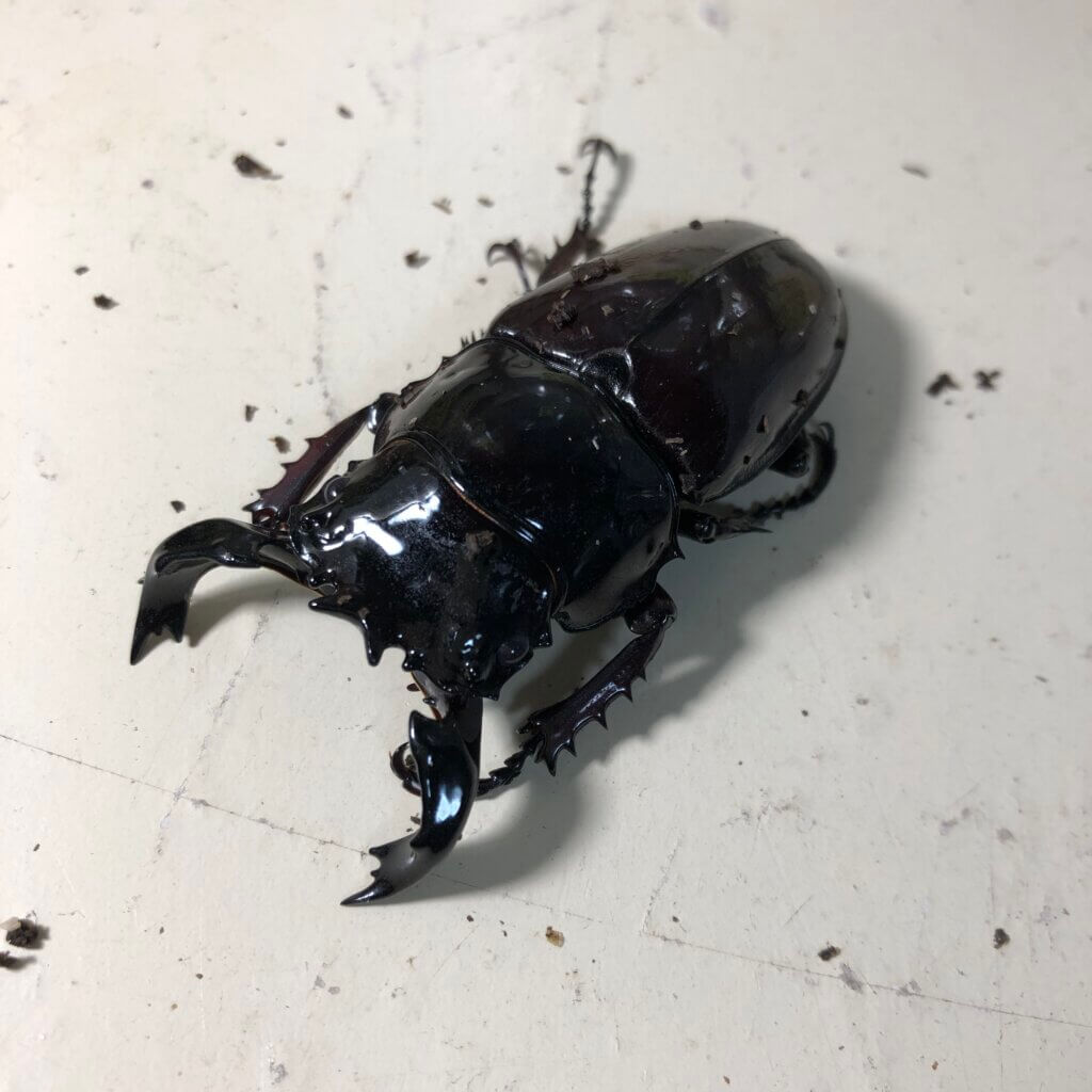 タランドゥスオオツヤクワガタ