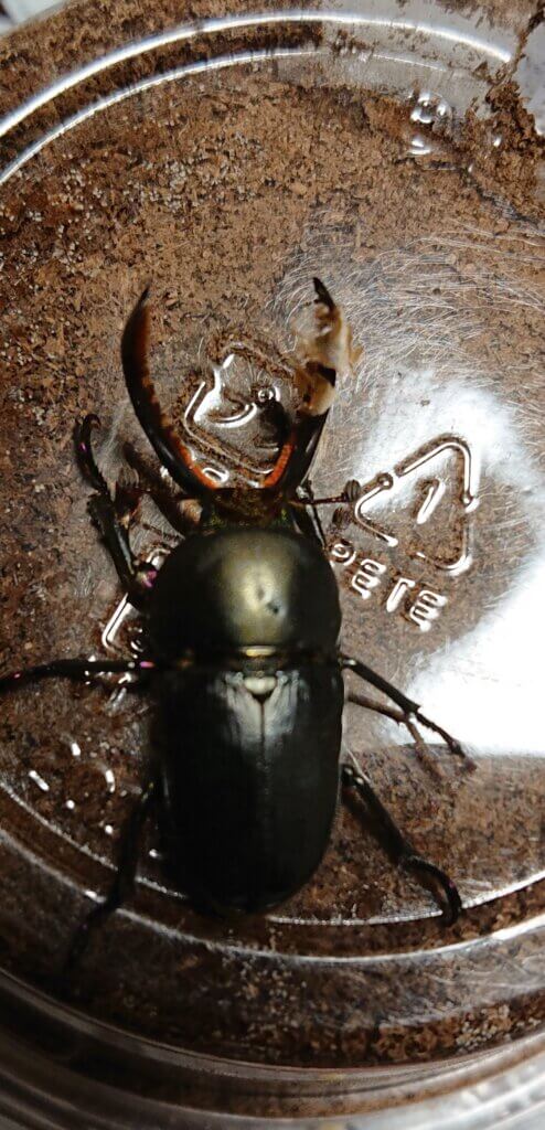 パプアキンイロクワガタ