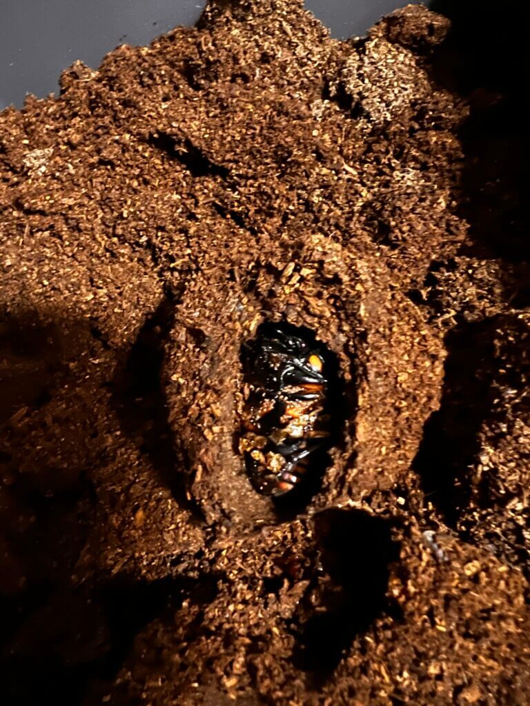 メリーメンガタクワガタ