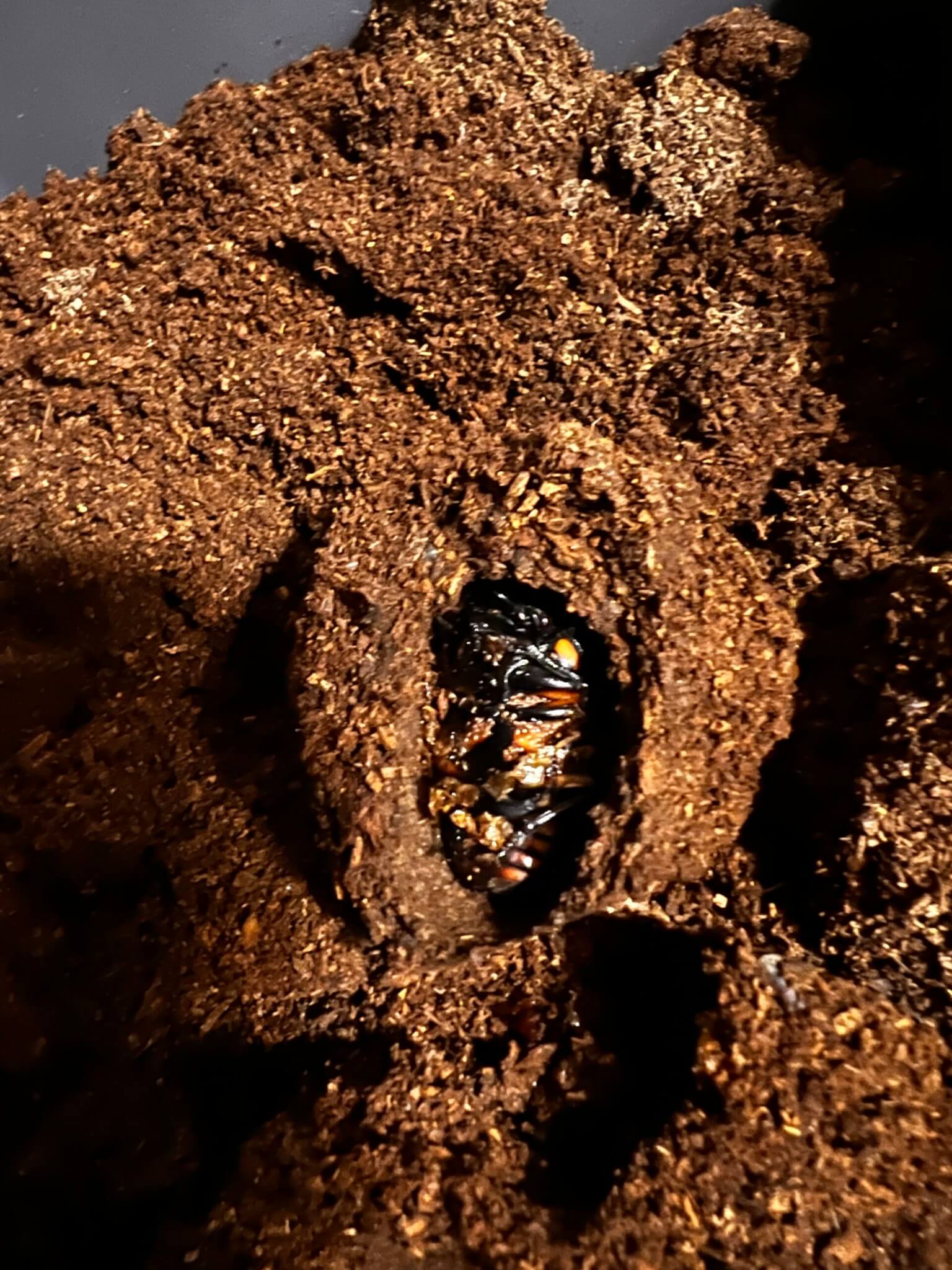 メリーメンガタクワガタ