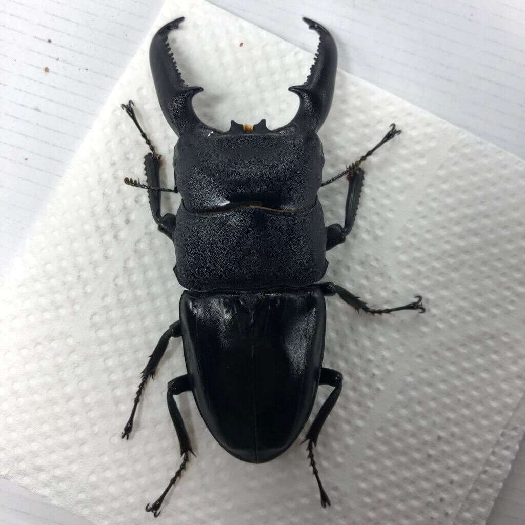 パラワンオオヒラタクワガタ