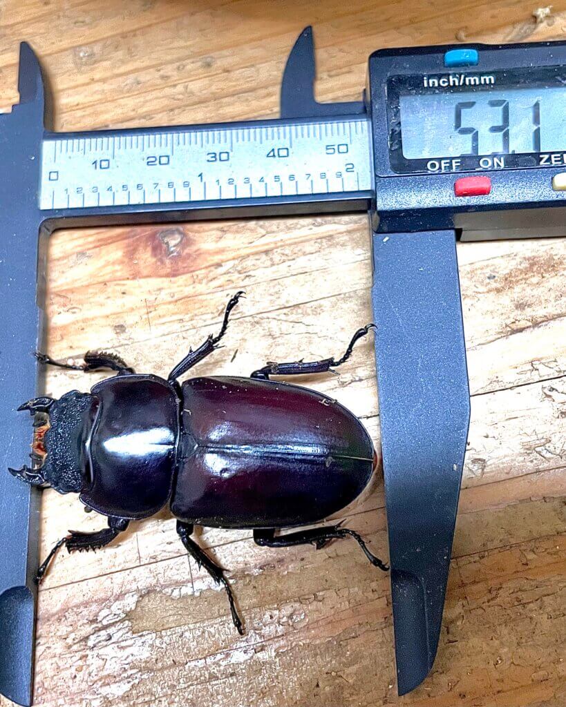 アンタエウスオオクワガタ　ネパールコタン