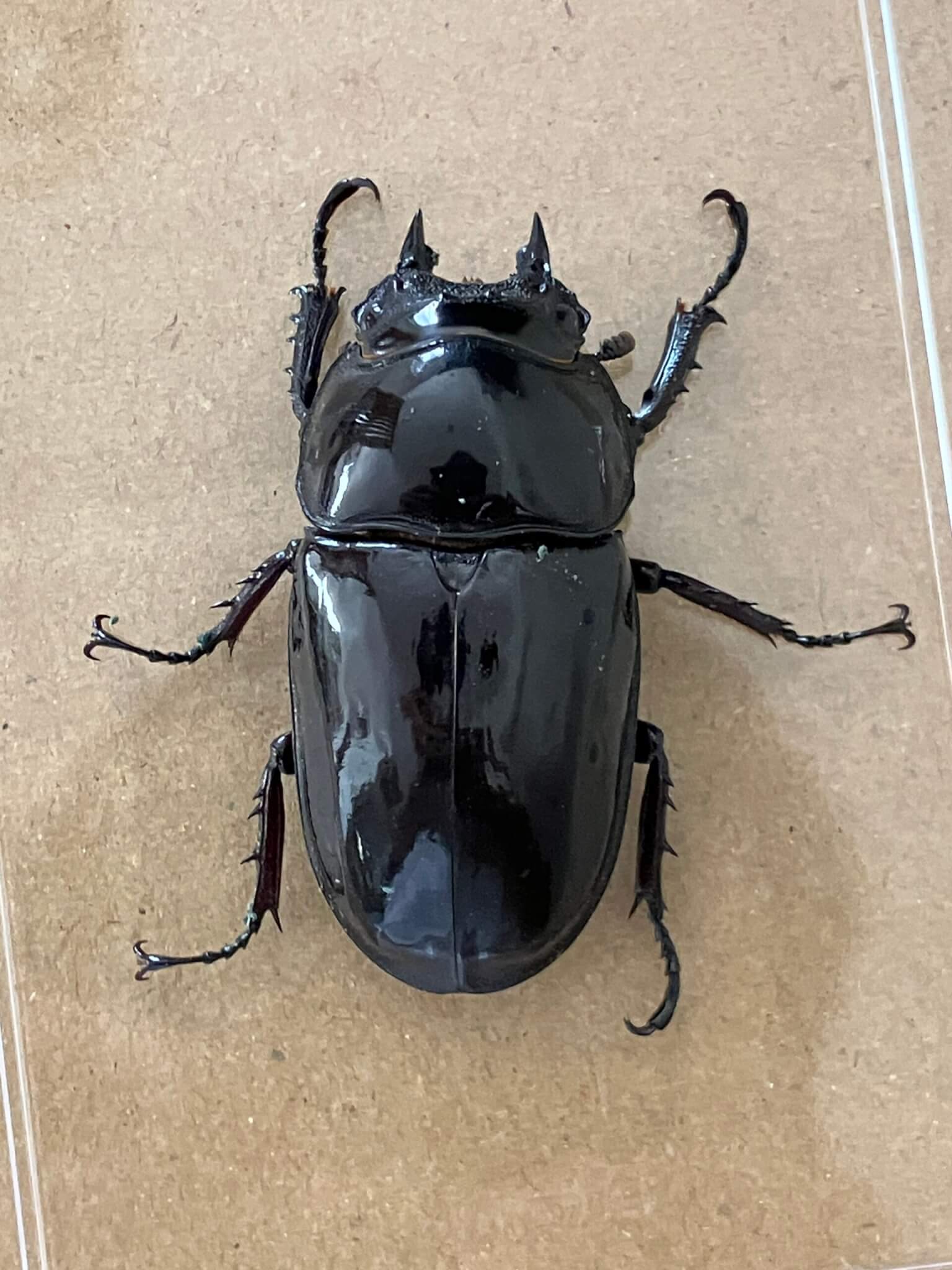 タランドゥスオオツヤクワガタ