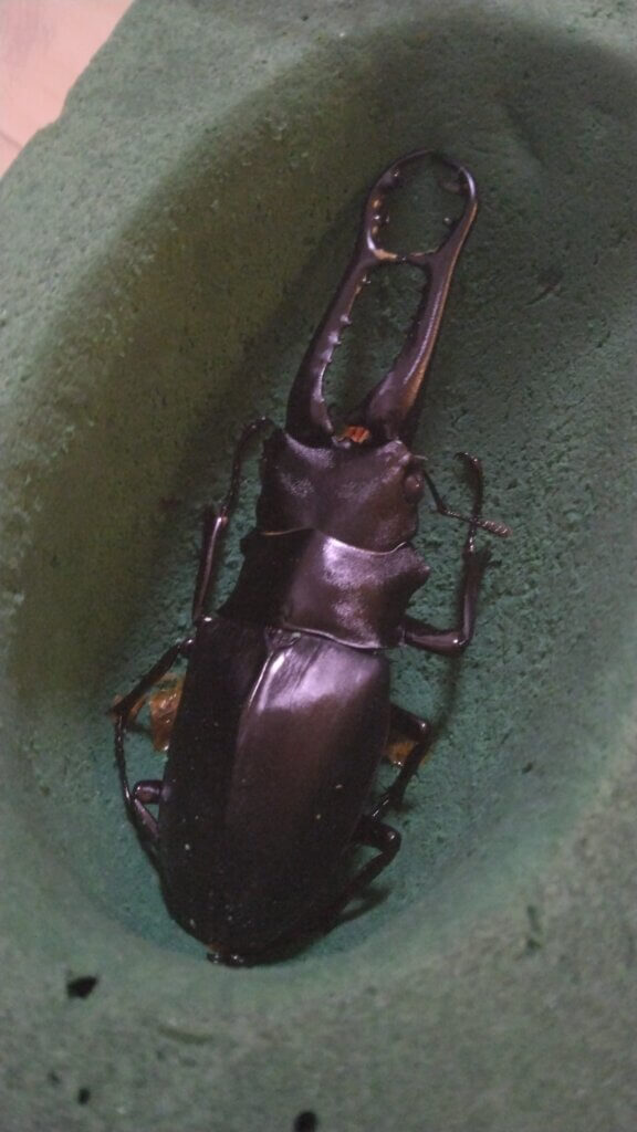 ギラファノコギリクワガタ