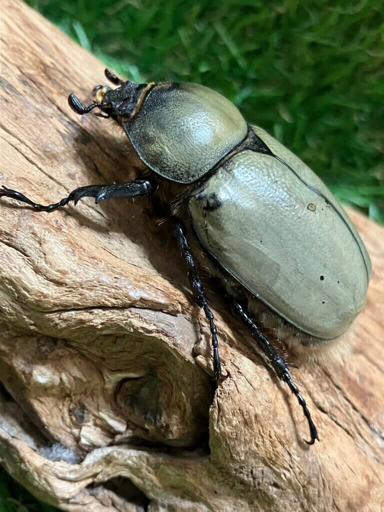 グラントシロカブト