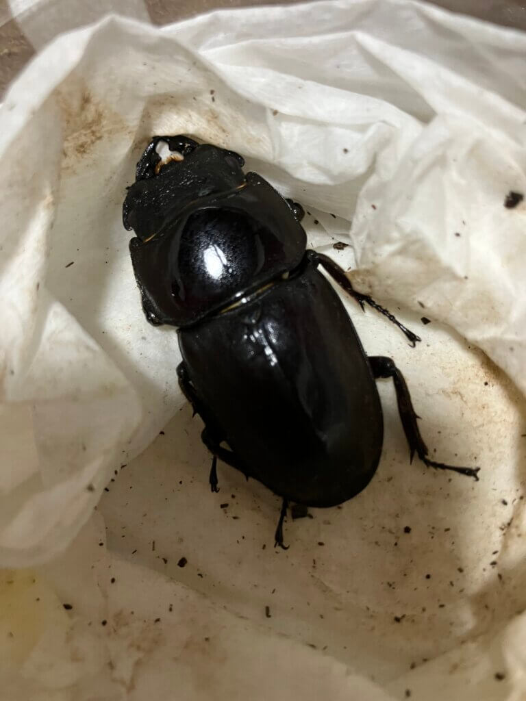 スマトラオオヒラタクワガタ