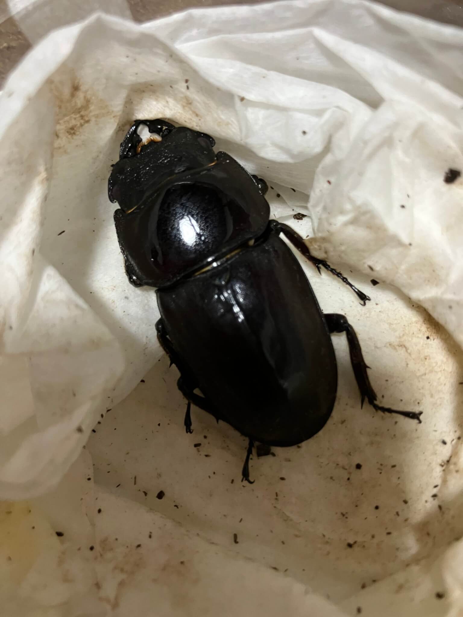 スマトラオオヒラタクワガタ