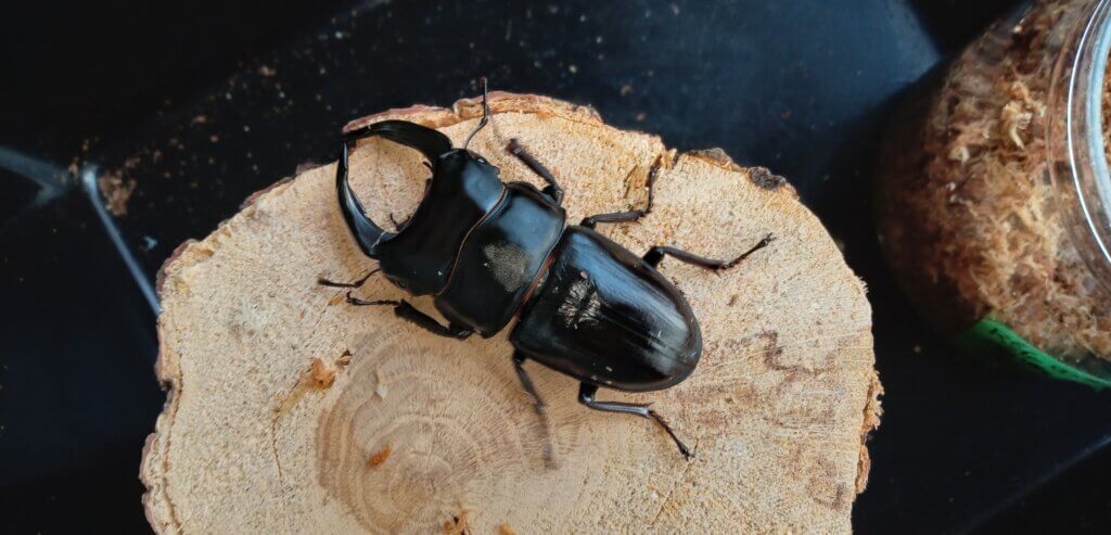 国産オオクワガタ　能勢YG