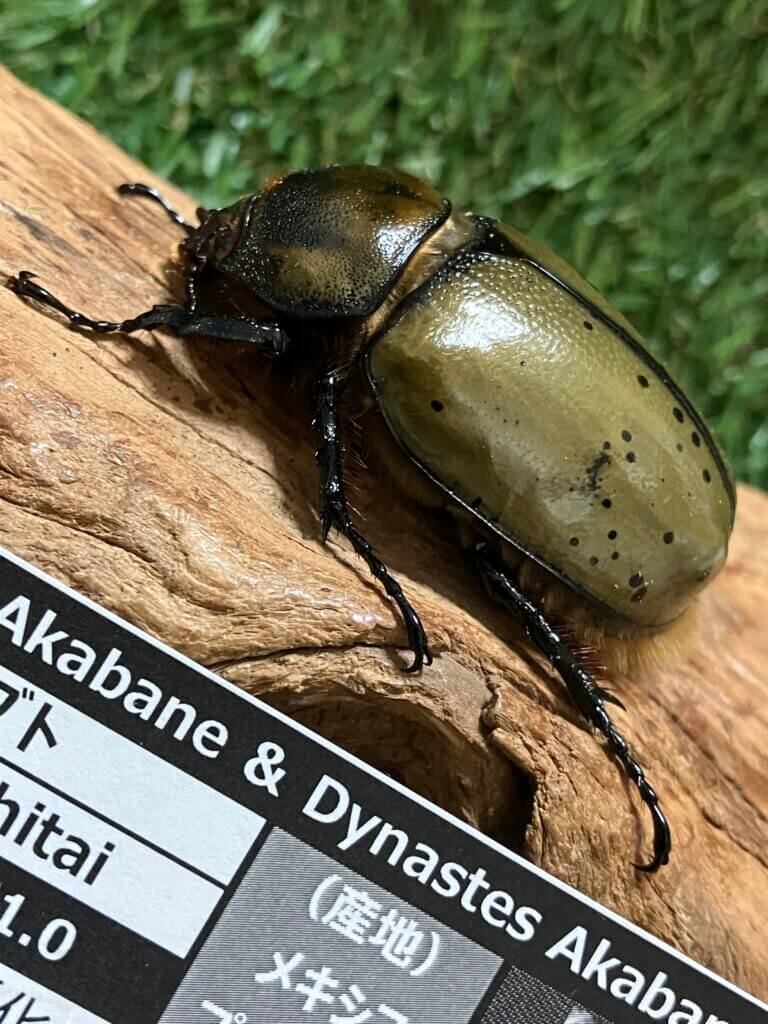 ミヤシタシロカブト