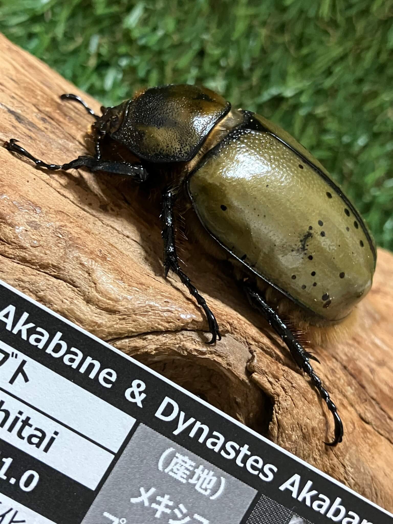 ミヤシタシロカブト