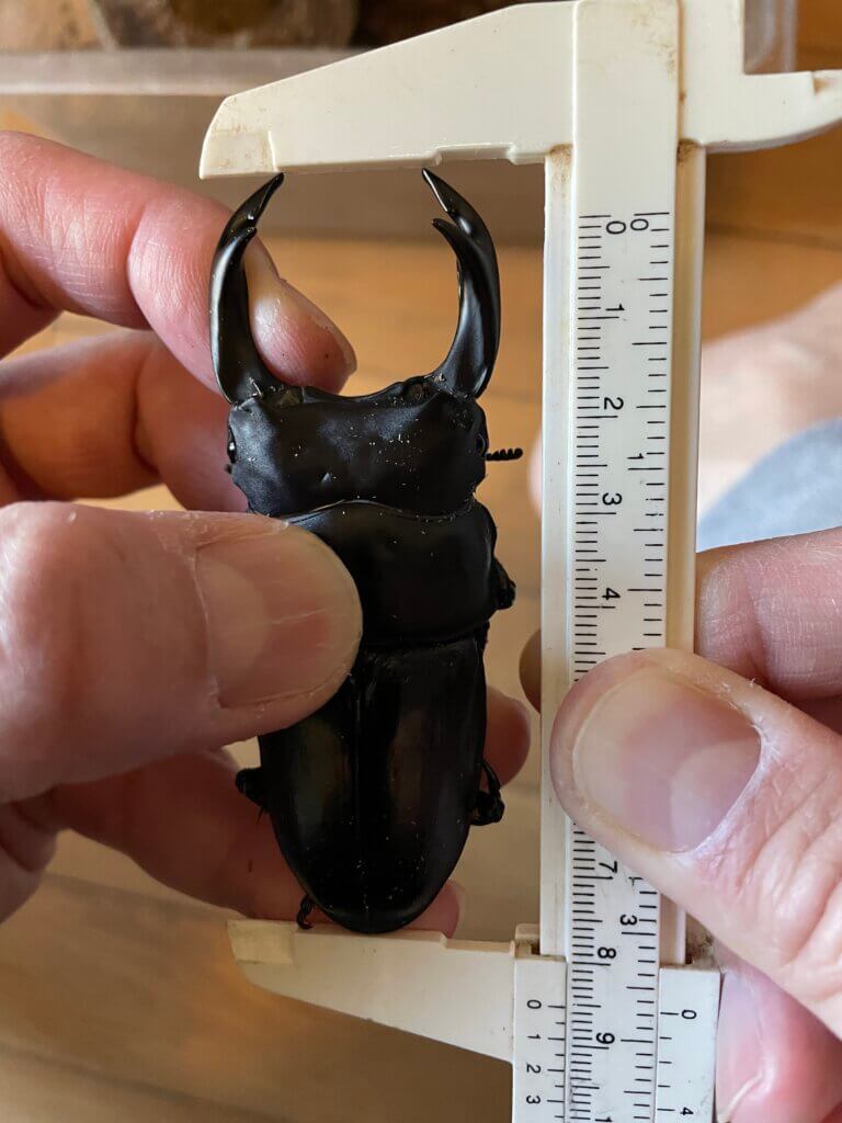 国産オオクワガタ　能勢YG