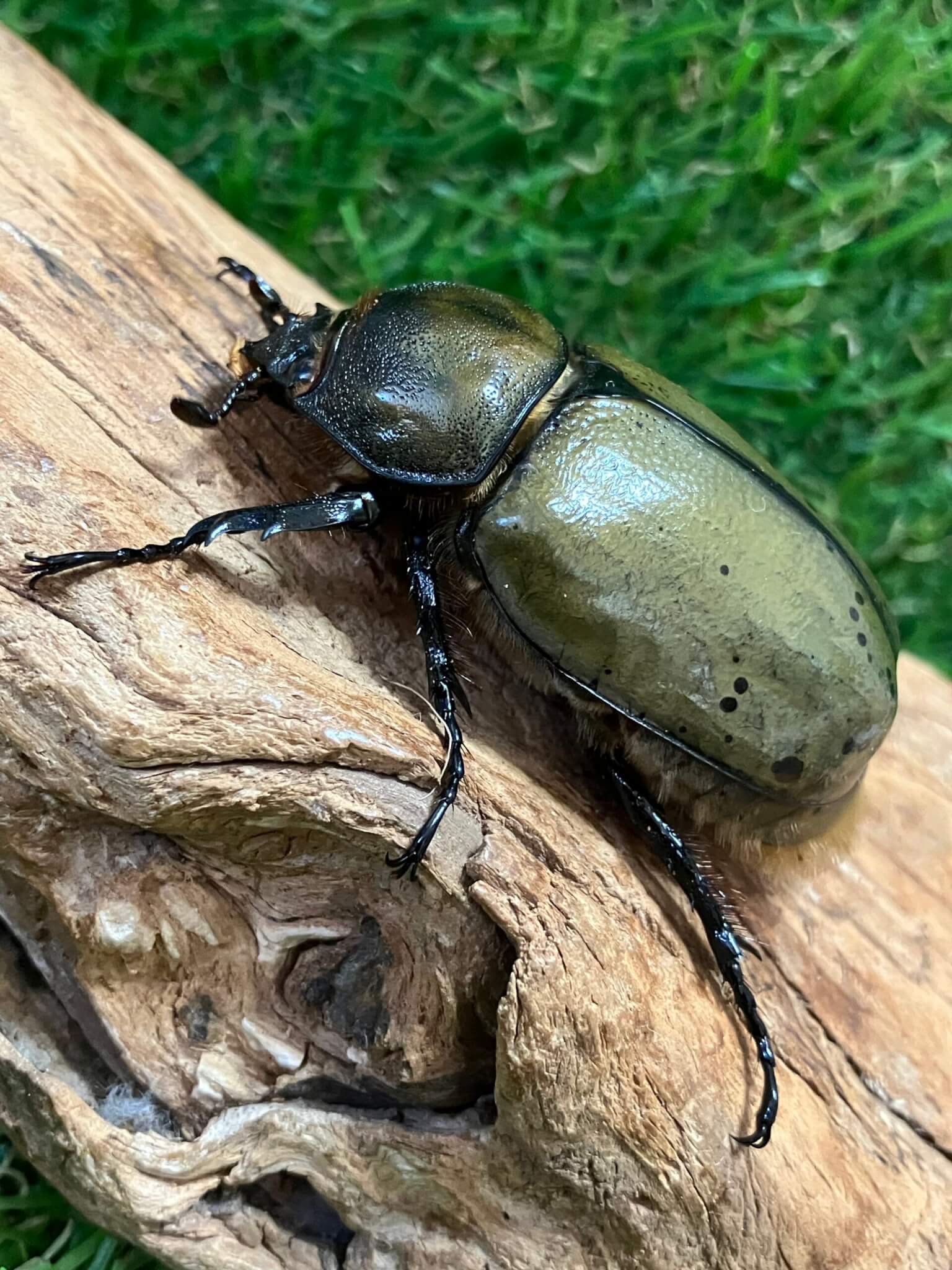 ミヤシタシロカブト