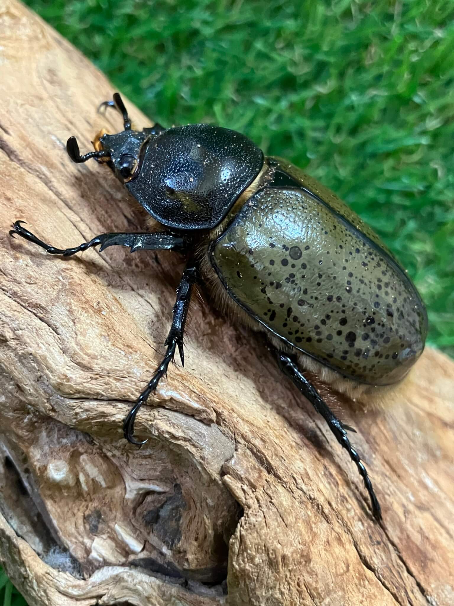 ミヤシタシロカブト