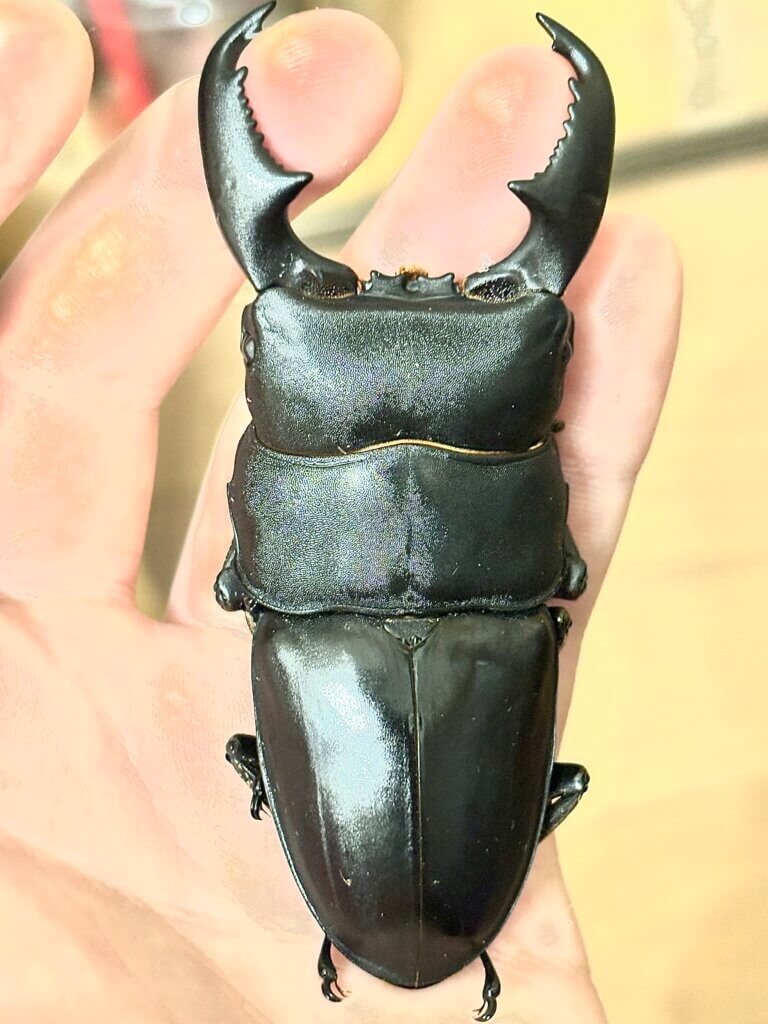 カリマンタンヒラタクワガタ　Mt.Meratus