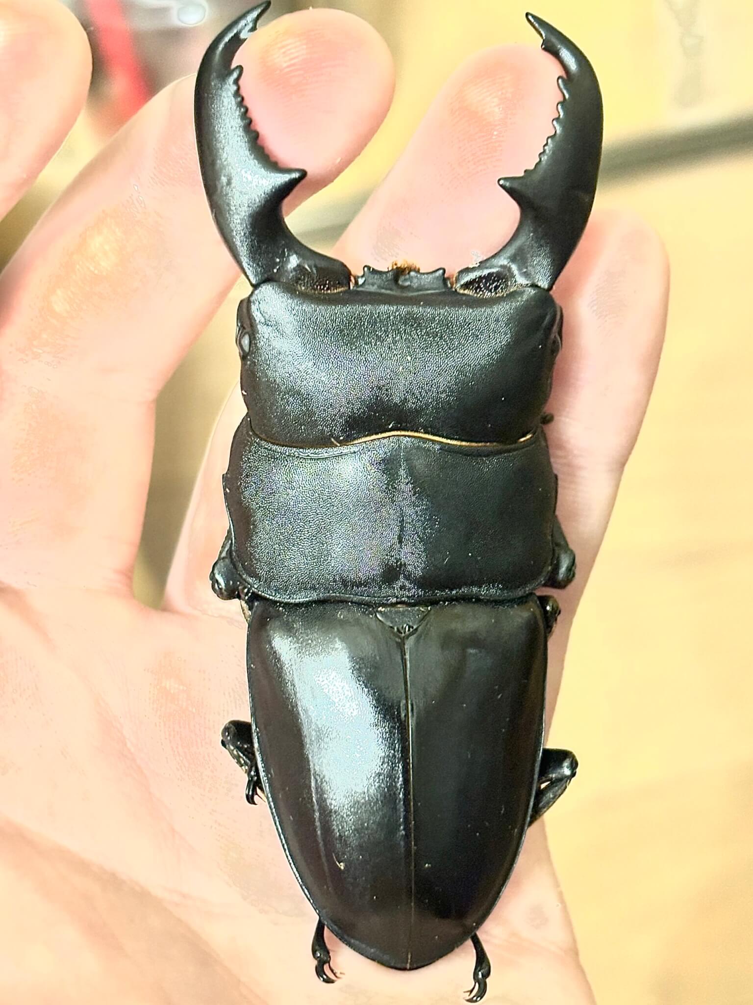 カリマンタンヒラタクワガタ　Mt.Meratus