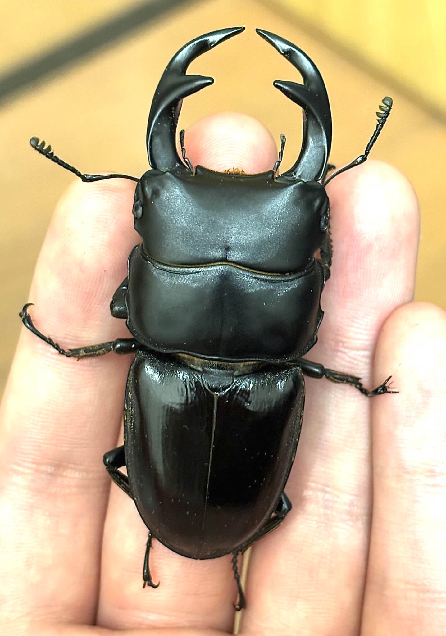 クルビデンスオオクワガタ タイ