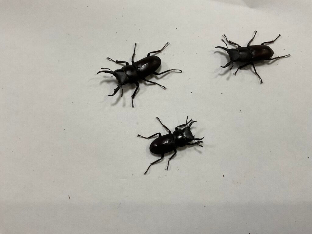 国産コクワガタ