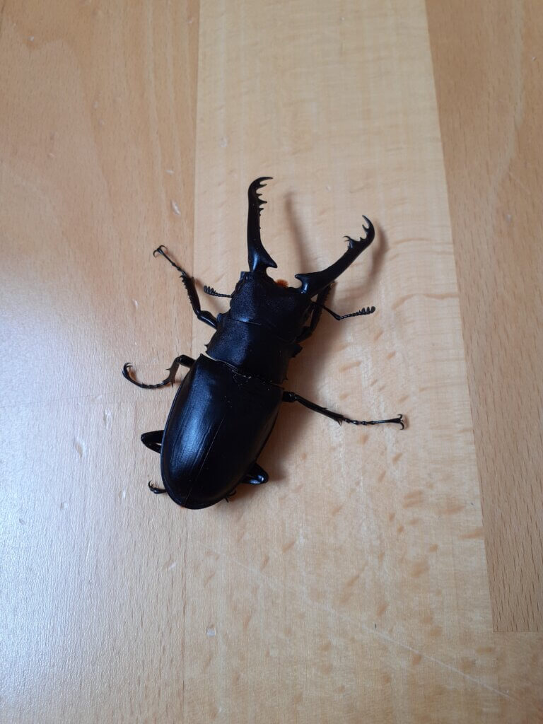 ギラファノコギリクワガタ