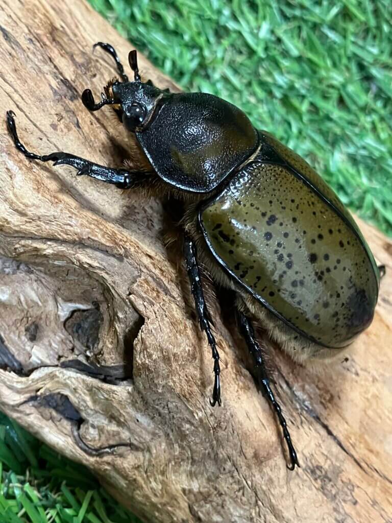 ミヤシタシロカブト