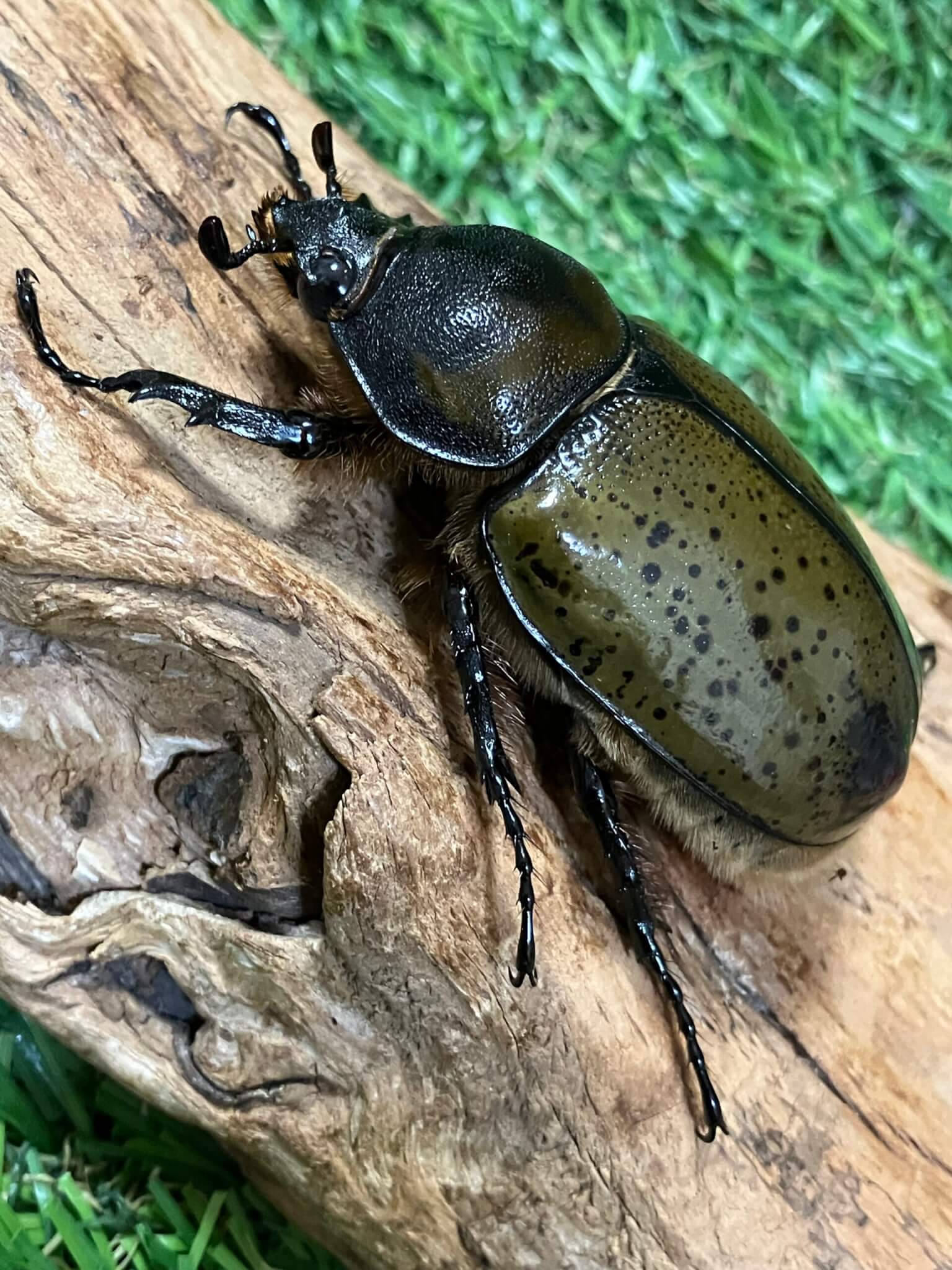 ミヤシタシロカブト