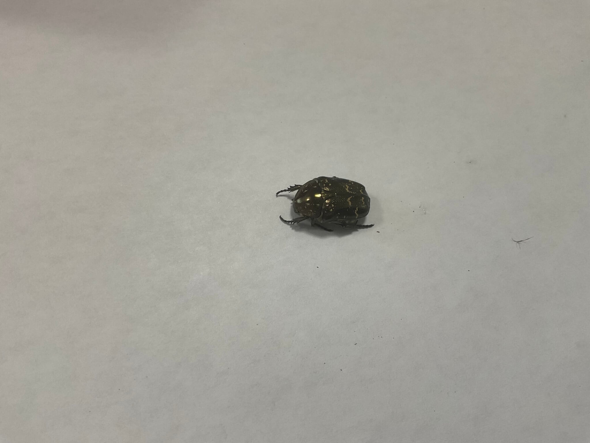 シラホシハナムグリ