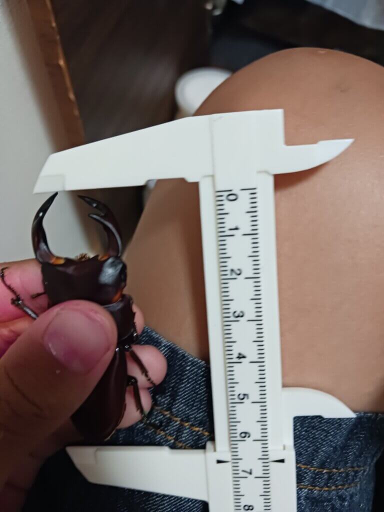 国産オオクワガタ