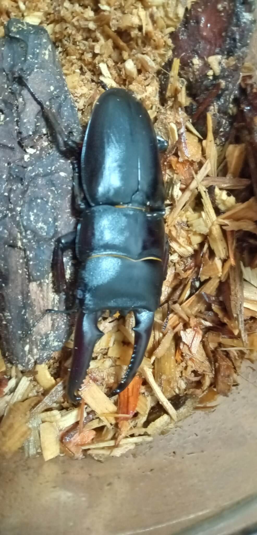 ツシマヒラタクワガタ