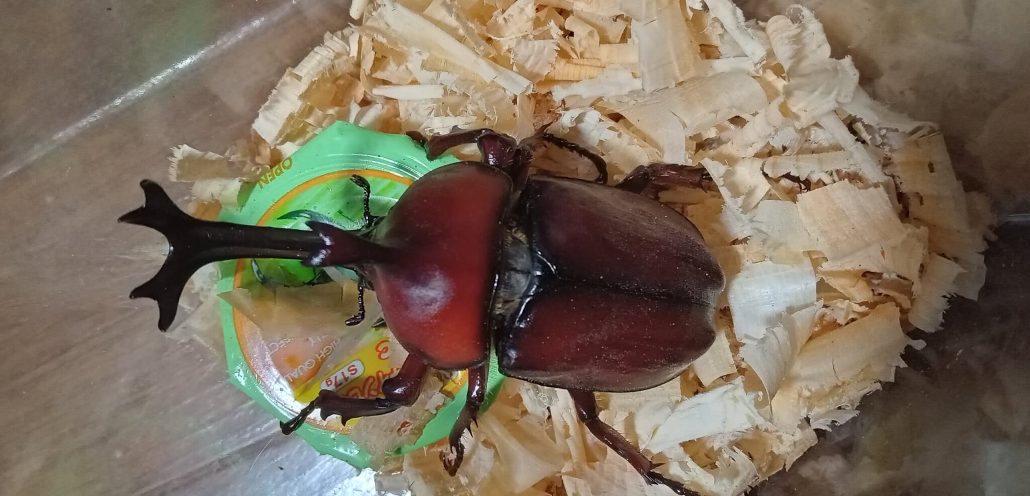 国産カブトムシ 千葉県WF3